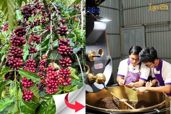 Công ty Laven Group - Laven Coffee - Công Ty TNHH Laven Group