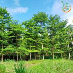 Cây bàng Đài Loan công trình (bàng lá nhỏ) - Cây Giống 4S - Công Ty Cổ Phần Cây Giống 4S