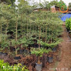 Cây bàng Đài Loan (bàng lá nhỏ) - Cây Giống 4S - Công Ty Cổ Phần Cây Giống 4S