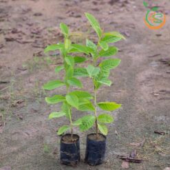 Cây bằng lăng tím (bằng lăng nước) - Cây Giống 4S - Công Ty Cổ Phần Cây Giống 4S