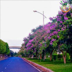 Cây bằng lăng tím công trình - Cây Giống 4S - Công Ty Cổ Phần Cây Giống 4S