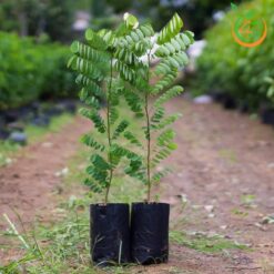 Cây cẩm lai - Cây Giống 4S - Công Ty Cổ Phần Cây Giống 4S