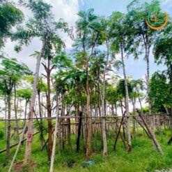 Cây cẩm lai công trình - Cây Giống 4S - Công Ty Cổ Phần Cây Giống 4S