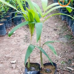 Cây cau đuôi chồn - Cây Giống 4S - Công Ty Cổ Phần Cây Giống 4S