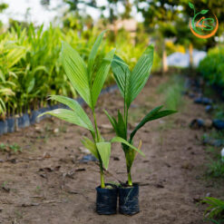 Cây cau lùn - Cây Giống 4S - Công Ty Cổ Phần Cây Giống 4S