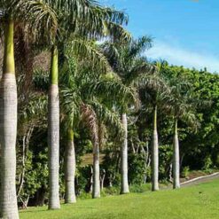 Cây cau vua - Cây Giống 4S - Công Ty Cổ Phần Cây Giống 4S