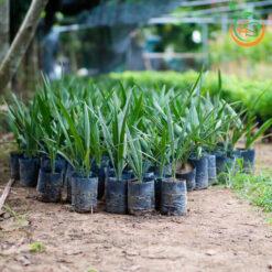 Cây chà là - Cây Giống 4S - Công Ty Cổ Phần Cây Giống 4S