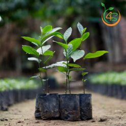 Cây chè xanh (trà xanh) - Cây Giống 4S - Công Ty Cổ Phần Cây Giống 4S