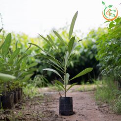 Cây chuông vàng (huỳnh liên) - Cây Giống 4S - Công Ty Cổ Phần Cây Giống 4S