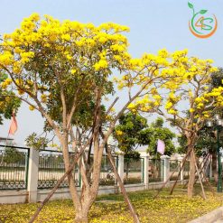 Cây chuông vàng công trình (huỳnh liên) - Cây Giống 4S - Công Ty Cổ Phần Cây Giống 4S