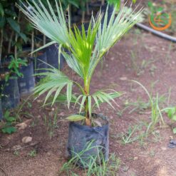 Cây cọ chỉ (cây cọ Mỹ) - Cây Giống 4S - Công Ty Cổ Phần Cây Giống 4S