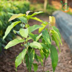 Cây dầu rái - Cây Giống 4S - Công Ty Cổ Phần Cây Giống 4S