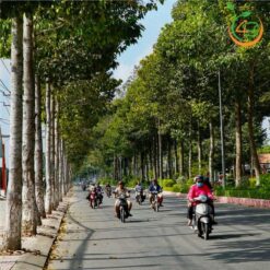 Cây dầu rái công trình - Cây Giống 4S - Công Ty Cổ Phần Cây Giống 4S