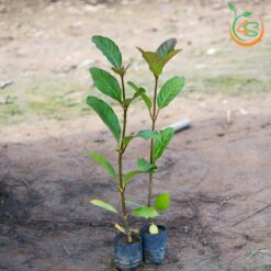 Cây gáo vàng (thiên ngân) - Cây Giống 4S - Công Ty Cổ Phần Cây Giống 4S