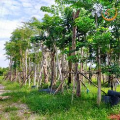 Cây giáng hương công trình - Cây Giống 4S - Công Ty Cổ Phần Cây Giống 4S