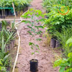 Cây giáng hương - Cây Giống 4S - Công Ty Cổ Phần Cây Giống 4S