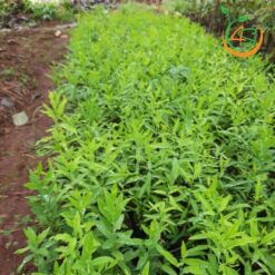 Cây đàn hương trắng - Cây Giống 4S - Công Ty Cổ Phần Cây Giống 4S