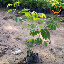 Cây gõ đỏ giống - Cây Giống 4S - Công Ty Cổ Phần Cây Giống 4S