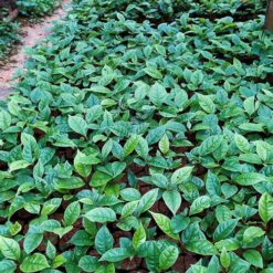 Cây gù hương (xá xị) - Cây Giống 4S - Công Ty Cổ Phần Cây Giống 4S