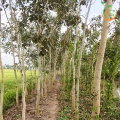 Cây Osaka hoa vàng công trình (muồng hoàng yến) - Cây Giống 4S - Công Ty Cổ Phần Cây Giống 4S