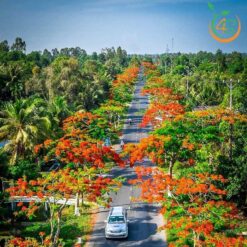 Cây phượng vĩ công trình (phượng đỏ) - Cây Giống 4S - Công Ty Cổ Phần Cây Giống 4S