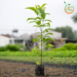 Cây hoàng yến - Cây Giống 4S - Công Ty Cổ Phần Cây Giống 4S