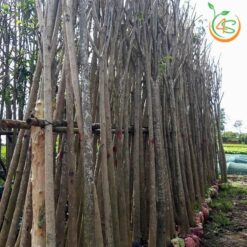 Cây kèn hồng công trình - Cây Giống 4S - Công Ty Cổ Phần Cây Giống 4S