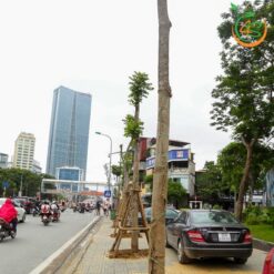 Cây lát hoa công trình - Cây Giống 4S - Công Ty Cổ Phần Cây Giống 4S