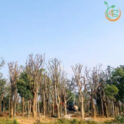 Cây lộc vừng công trình - Cây Giống 4S - Công Ty Cổ Phần Cây Giống 4S