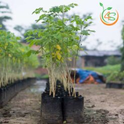 Cây me tây - Cây Giống 4S - Công Ty Cổ Phần Cây Giống 4S