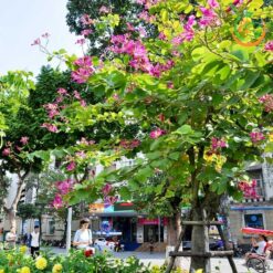 Cây móng bò tím công trình (Cây Hoa Ban Tím) - Cây Giống 4S - Công Ty Cổ Phần Cây Giống 4S