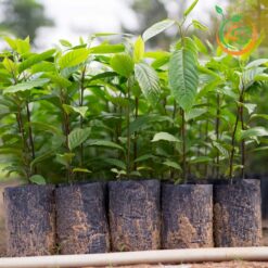 Cây hoàng lan - Cây Giống 4S - Công Ty Cổ Phần Cây Giống 4S