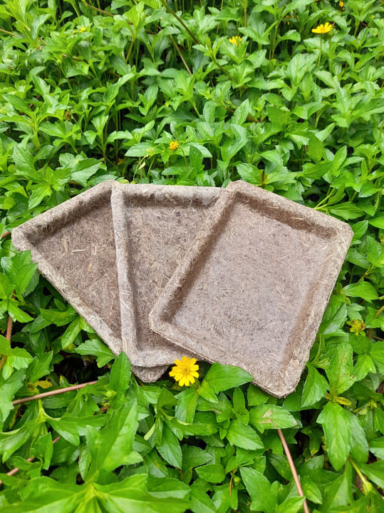 Khay chuối 10x15cm