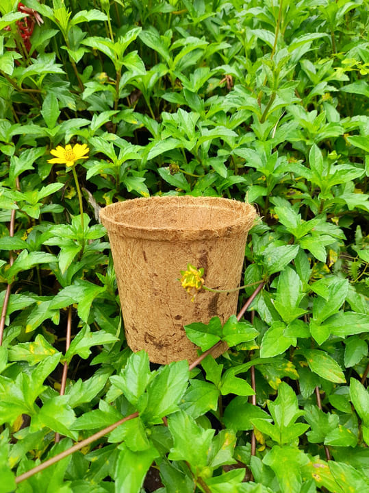 Chậu tròn xơ dừa đường kính 15 cm