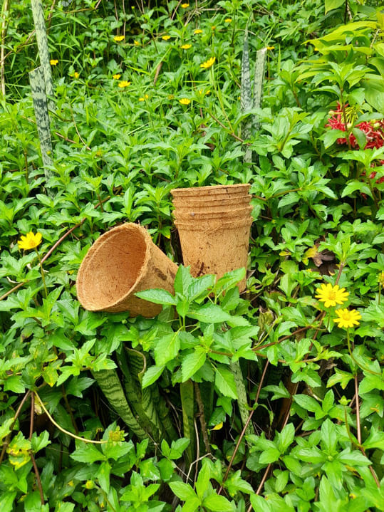 Chậu tròn xơ dừa đường kính 11 cm