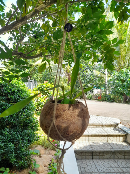 Chậu tròn xơ dừa