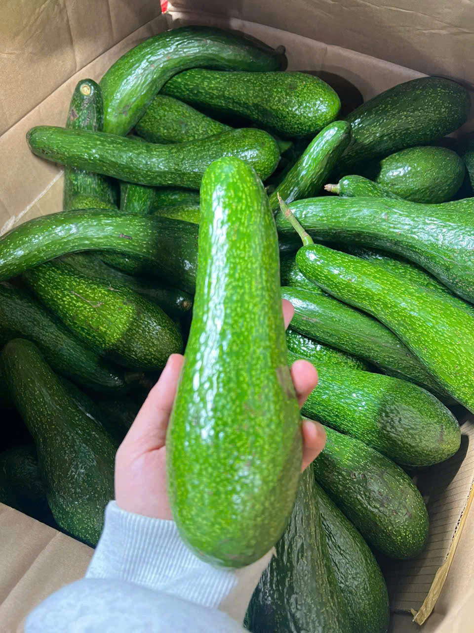 Bơ - Hợp Tác Xã Rau Sạch Nguyễn Minh