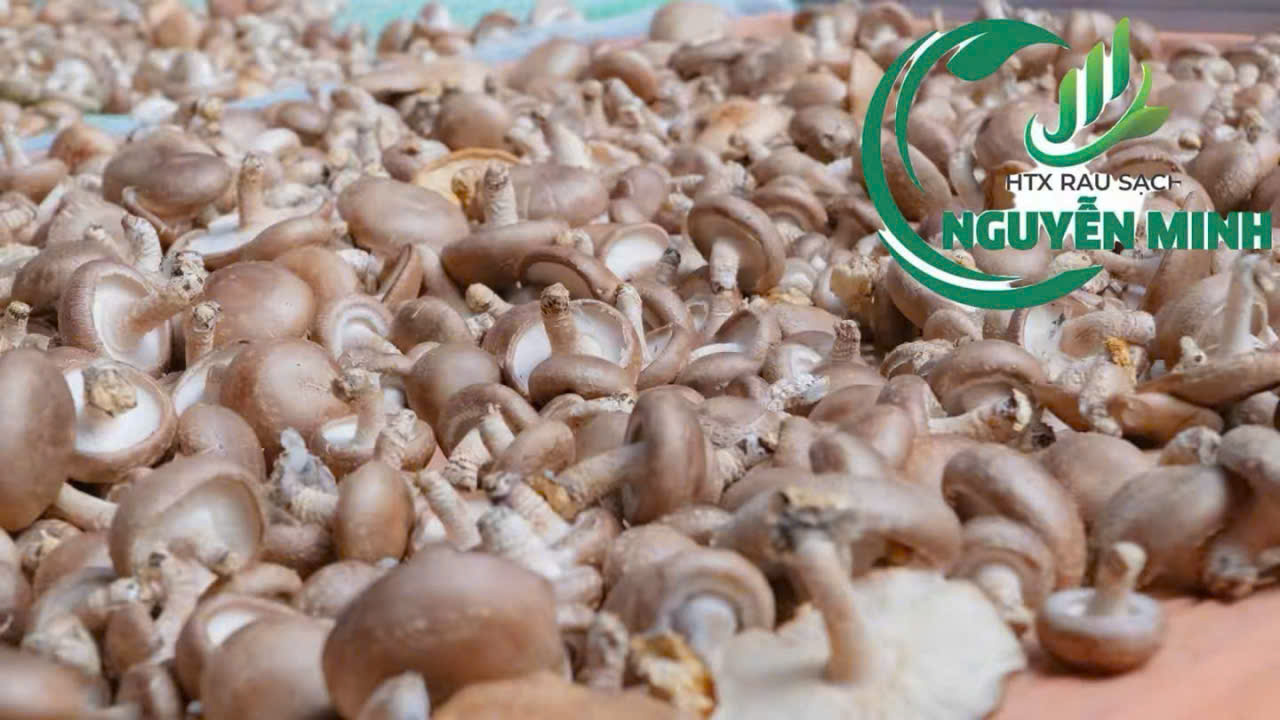 Nấm - Hợp Tác Xã Rau Sạch Nguyễn Minh