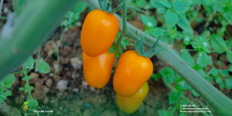 Cà chua bi - Công Ty TNHH Nông Sản Hữu Cơ CTFARM