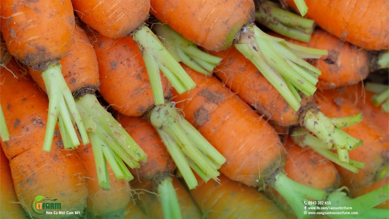 Cà rốt - Công Ty TNHH Nông Sản Hữu Cơ CTFARM