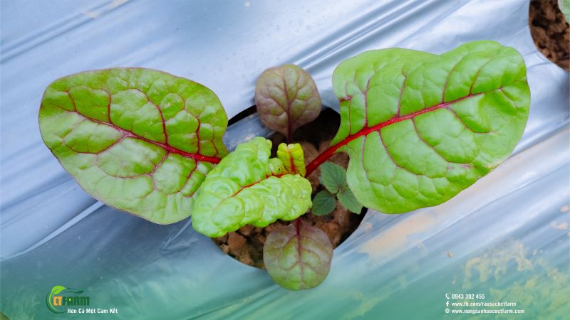 Cải cầu vồng - Công Ty TNHH Nông Sản Hữu Cơ CTFARM