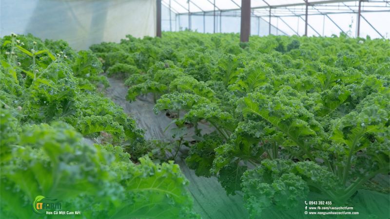 Cải Kale - Công Ty TNHH Nông Sản Hữu Cơ CTFARM