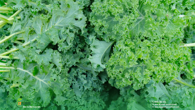 Cải Kale - Công Ty TNHH Nông Sản Hữu Cơ CTFARM