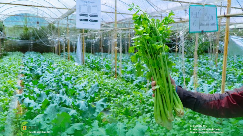 Cần tây - Công Ty TNHH Nông Sản Hữu Cơ CTFARM