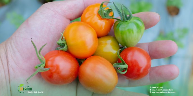 Cà chua chery - Công Ty TNHH Nông Sản Hữu Cơ CTFARM