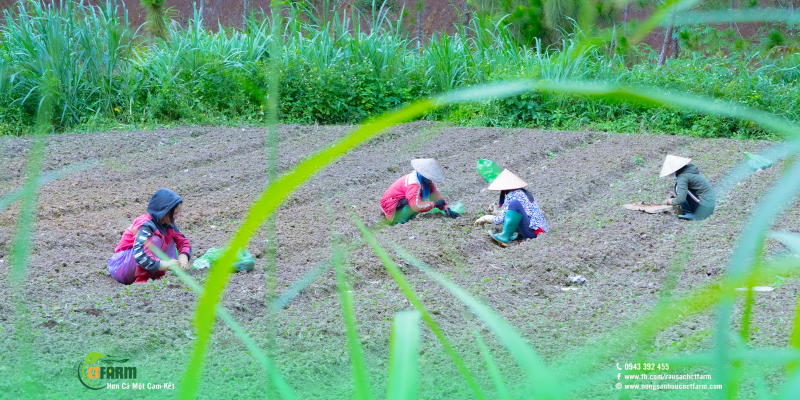 Rau sạch hữu cơ CTFARM - Công Ty TNHH Nông Sản Hữu Cơ CTFARM