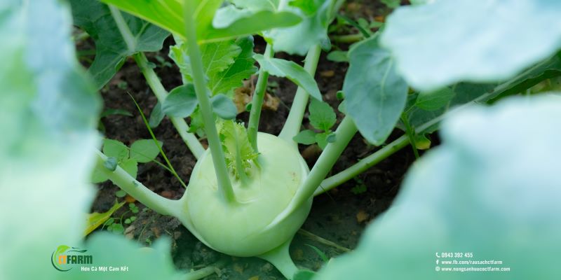 Su hào - Công Ty TNHH Nông Sản Hữu Cơ CTFARM