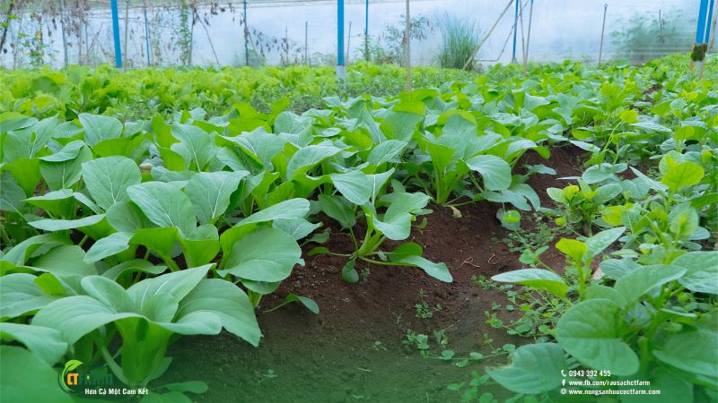 Rau sạch hữu cơ CTFARM - Công Ty TNHH Nông Sản Hữu Cơ CTFARM