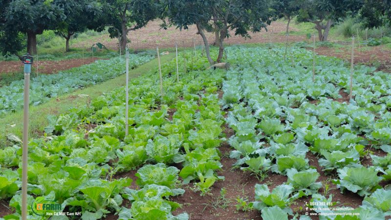 Rau sạch hữu cơ CTFARM - Công Ty TNHH Nông Sản Hữu Cơ CTFARM