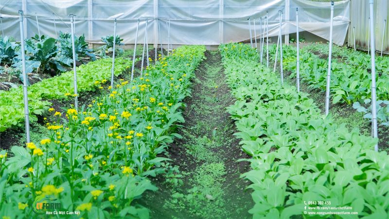 Rau sạch hữu cơ CTFARM - Công Ty TNHH Nông Sản Hữu Cơ CTFARM